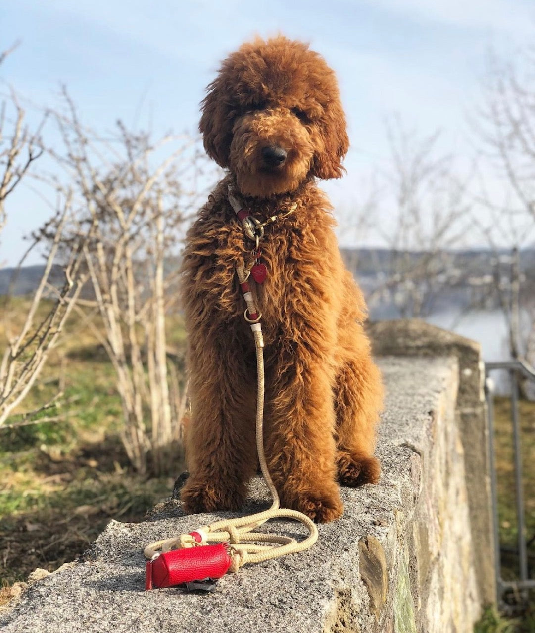 minibag poo doggy-bag, rotes Täschchen für Hundesackerl, Accessoires für Hunde, minibag for dogs Hundekotbeutel
Kotbeutel für Hunde
Hundekot-Tüten
Hundebeutel für Kot
Gassi-Beutel